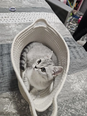 Pui Pisica British Silver Tabby