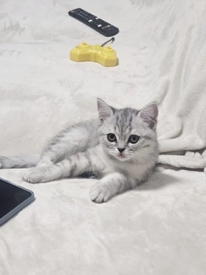 Pui Pisica British Silver Tabby - imagine 3