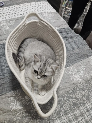 Pui Pisica British Silver Tabby - imagine 4