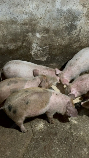 purcei de vanzare - imagine 5