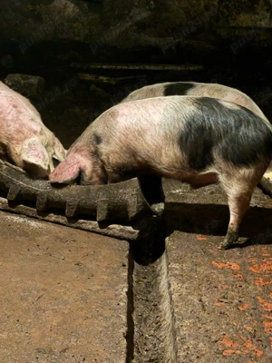 purcei de vanzare - imagine 2