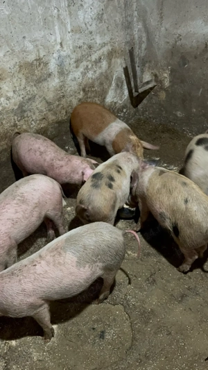 purcei de vanzare - imagine 3