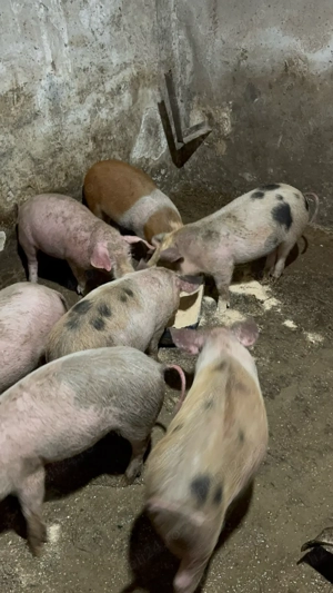 purcei de vanzare - imagine 4