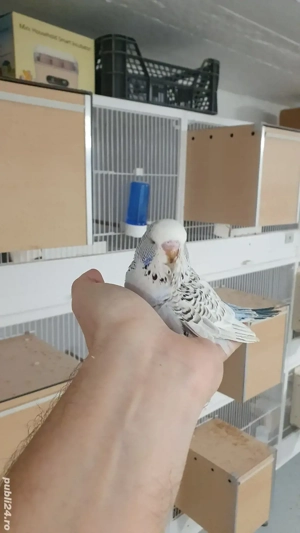 Adulti sau Pui de perusi semistandard si standard blanzi