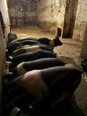 Purcei bazna - imagine 5