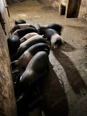 Purcei bazna - imagine 2