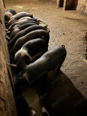 Purcei bazna - imagine 3