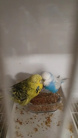 Perusi adulti dar si pui normali dar si standard - imagine 2