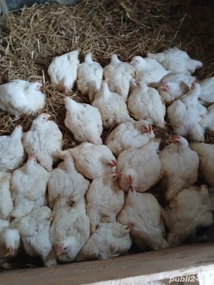 pui de carne . au intre 3 si 4 kg bucata. 50 lei bucata. - imagine 2