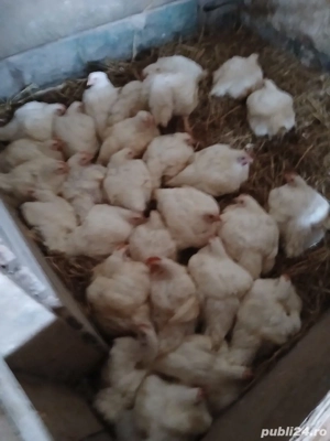 pui de carne . au intre 3 si 4 kg bucata. 50 lei bucata.