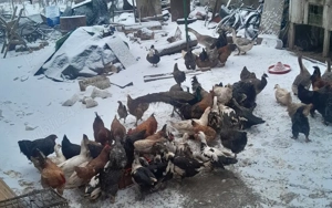 vănt totul urgent  - imagine 2