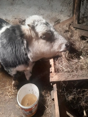 vănt totul urgent  - imagine 3