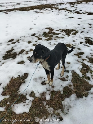 Câini de vânătoare  - imagine 4