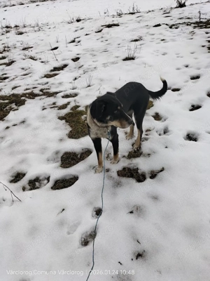 Câini de vânătoare 