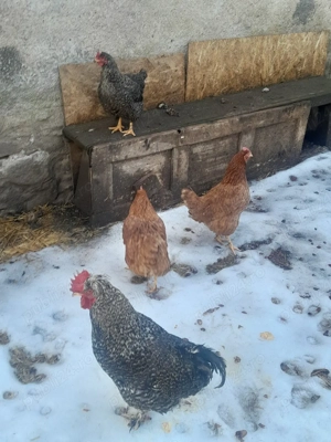 vănd rasă schimb  - imagine 4