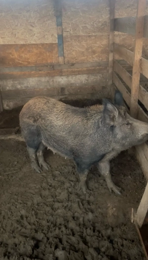 purcei mistreții  - imagine 2