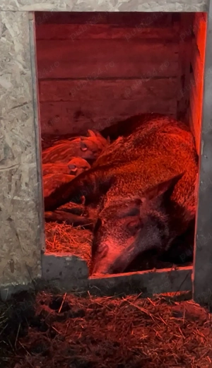 purcei mistreții  - imagine 3