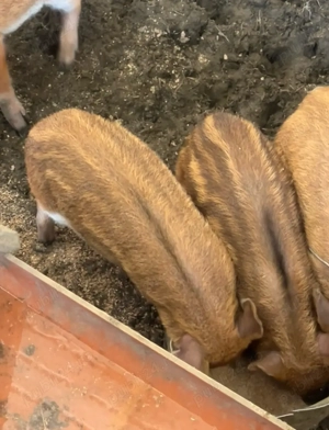 purcei mistreții  - imagine 4