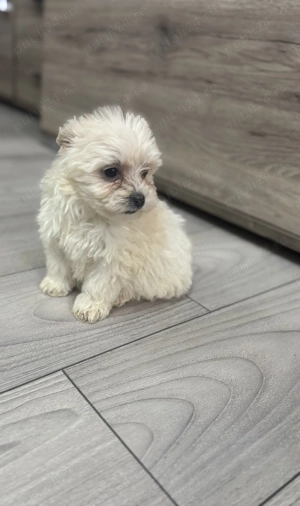 Bichon Maltez, 9 săptămâni  - imagine 3