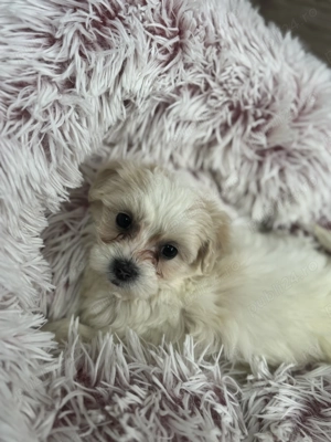 Bichon Maltez, 9 săptămâni  - imagine 5