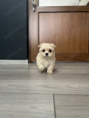 Bichon Maltez, 9 săptămâni  - imagine 2