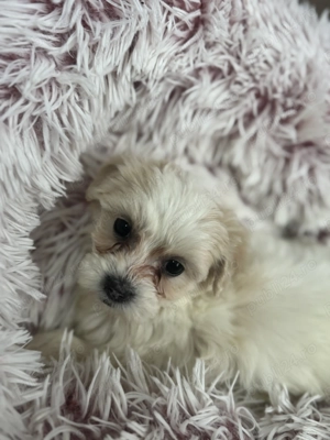 Bichon Maltez, 9 săptămâni  - imagine 4