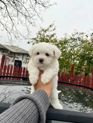 bichon maltez mini toy  - imagine 2