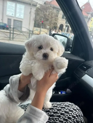bichon maltez mini toy  - imagine 3