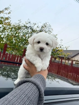 bichon maltez mini toy 