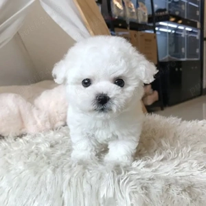 bichon maltez mini toy  - imagine 3