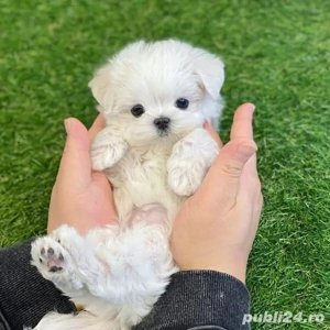 bichon maltez mini toy  - imagine 4