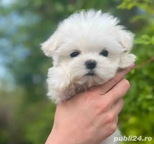 bichon maltez mini toy  - imagine 2