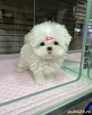 bichon maltez mini toy  - imagine 2