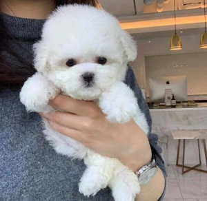 bichon maltez mini toy Perfect sănătos  - imagine 3