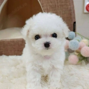 bichon maltez mini toy Perfect sănătos  - imagine 2