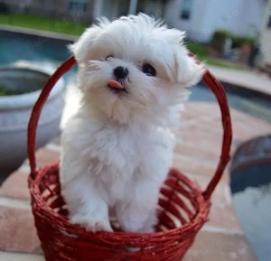 bichon maltez mini toy Perfect sănătos 