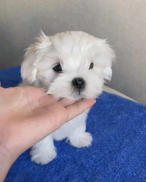 bichon maltez mini toy 