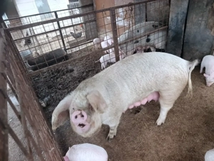 Purceii marele alb  - imagine 3