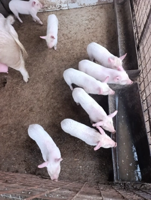 Purceii marele alb  - imagine 4