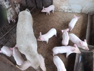 Purceii marele alb  - imagine 2