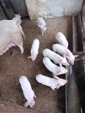 Purceii marele alb  - imagine 5