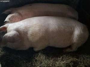 Porc la Dumitra - imagine 2