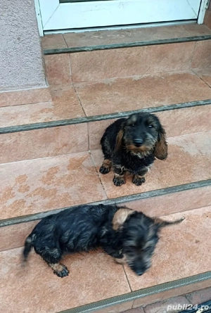 căței teckel sirmos - imagine 2