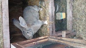 Iepuroaice uriaș german bune de monta vaccinate si deparazitate la timp - imagine 2