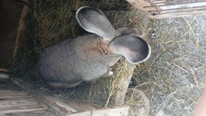 Iepuroaice uriaș german bune de monta vaccinate si deparazitate la timp - imagine 5