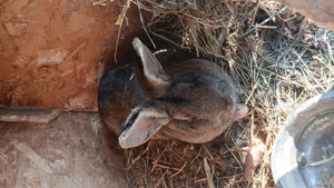 Iepuroaice uriaș german bune de monta vaccinate si deparazitate la timp - imagine 3