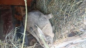 Iepuroaice uriaș german bune de monta vaccinate si deparazitate la timp - imagine 4