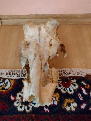 vand cr crb original