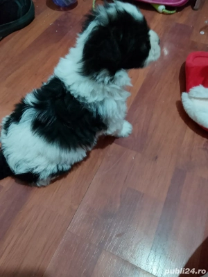 puiuț bishon - imagine 5