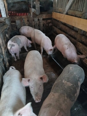 Porci de vânzare de toate marimile - imagine 3